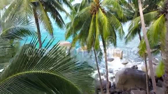 丛林海洋空中射击关闭棕榈叶视频的预览图