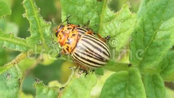 科罗拉多甲虫坐在土豆的叶子上视频的预览图