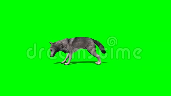 狼吃有无阴影绿色屏幕视频的预览图