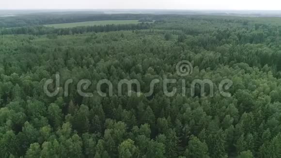 无人机飞越森林视频的预览图