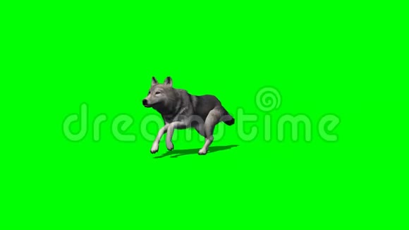 狼跑有无阴影2绿色屏幕视频的预览图
