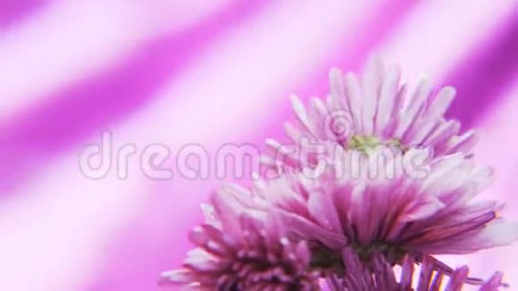 紫色的花朵在深紫色的背景上旋转视频的预览图