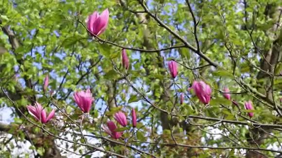 春天的木兰树开花了特写镜头视频的预览图