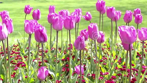 春天公园里的紫罗兰郁金香录像视频的预览图
