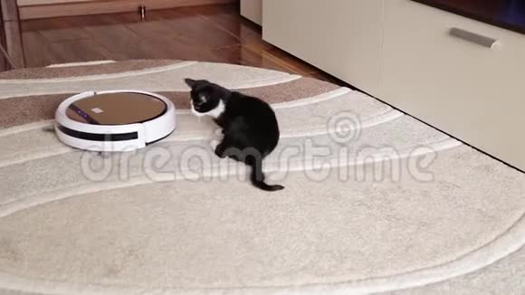 一只黑猫在玩一个清洁地板的机器人吸尘器视频的预览图