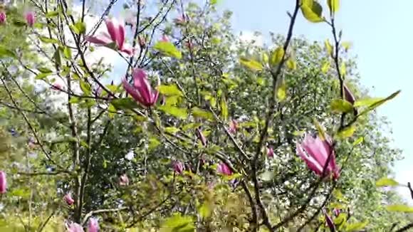 春天的木兰树开花了特写镜头视频的预览图