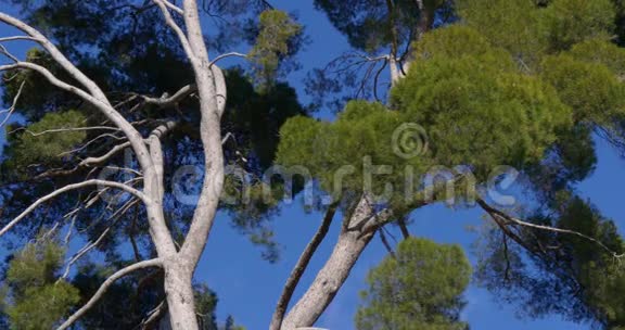 太阳光松树近景4k西班牙视频的预览图