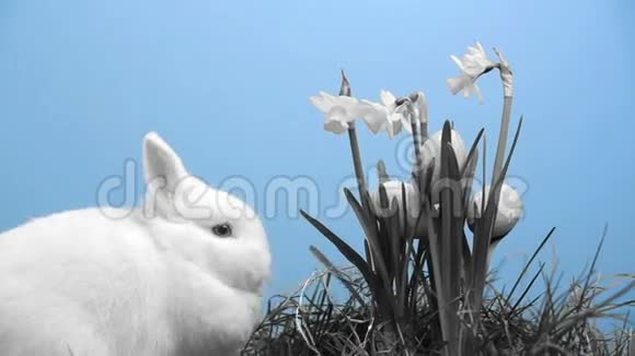 白兔用复活节彩蛋粘在黑白花水仙里视频的预览图
