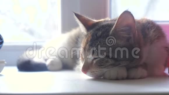猫宠物条纹三色睡眠概念猫睡在窗台上阳光和窗户是可爱的视频的预览图