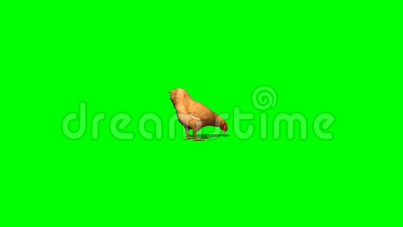 布朗鸡吃2块绿屏视频的预览图