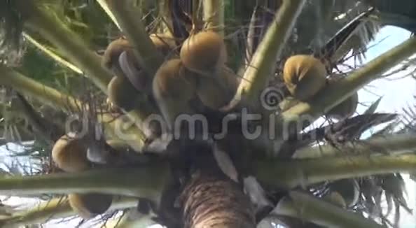 岛上的椰子树视频的预览图