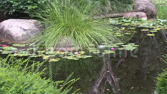 在澳大利亚布里斯班植物园的日本花园的池塘里有粉红色的睡莲视频的预览图