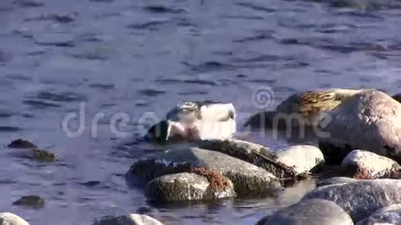 两只鸭子在美国加州萨克拉门托河觅食视频的预览图