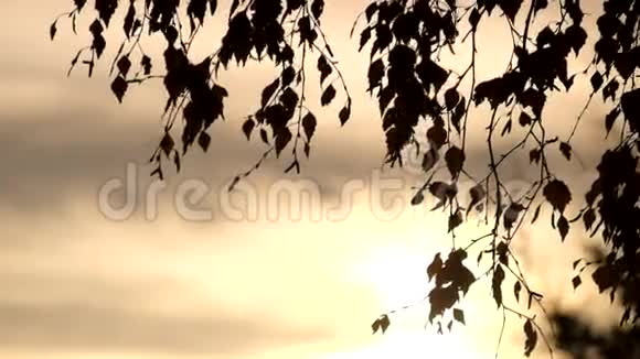 阳光穿过薄雾和桦树上的树枝最后是五颜六色的叶子视频的预览图