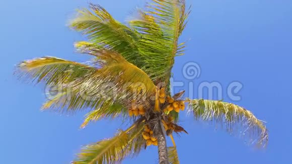 夏日阳光淡蓝色的天空迈阿密椰子棕榈4k美国视频的预览图