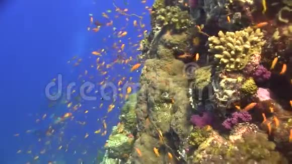 浅海的小红鱼视频的预览图