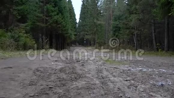 森林路径视频视频的预览图