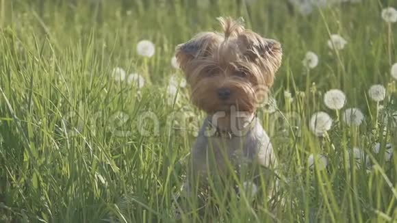 狗约克郡猎犬在草地上散步嗅着蒲公英的慢动作视频生活方式慢速视频狗视频的预览图