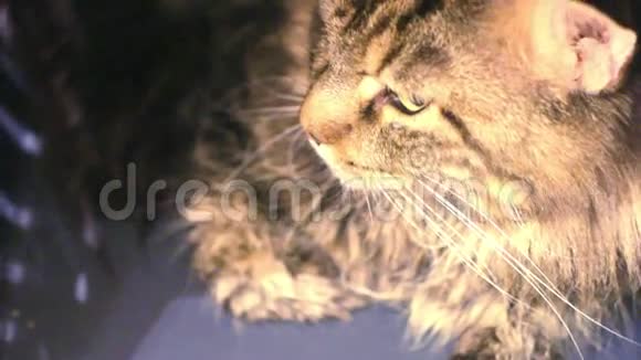 猫旅行者高清1920x1080视频的预览图