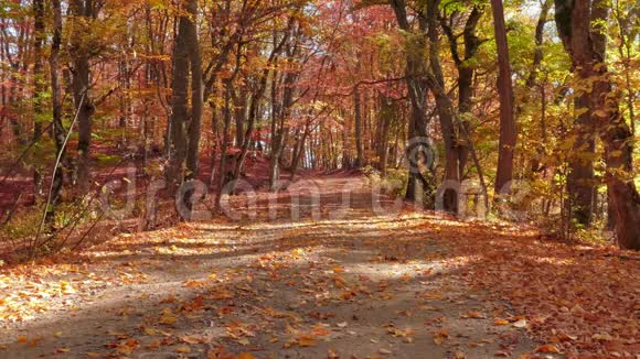 秋天公园里的小巷在阳光下视频的预览图