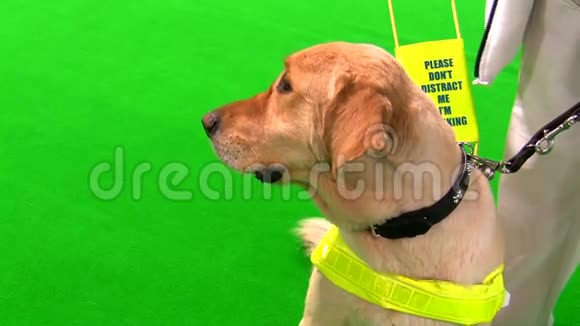 导盲犬和盲女被隔离在绿色环境中视频的预览图