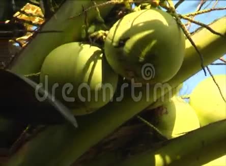 岛上的椰子树视频的预览图