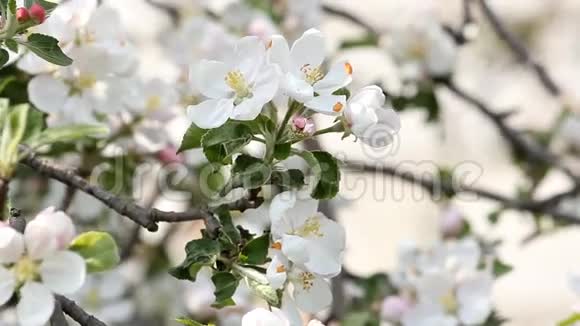 花枝的苹果树在风中摇曳特写镜头视频的预览图