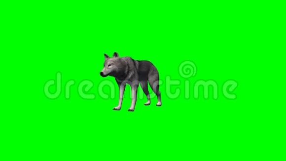 狼站着环顾四周没有阴影4种不同的视图绿色屏幕视频的预览图
