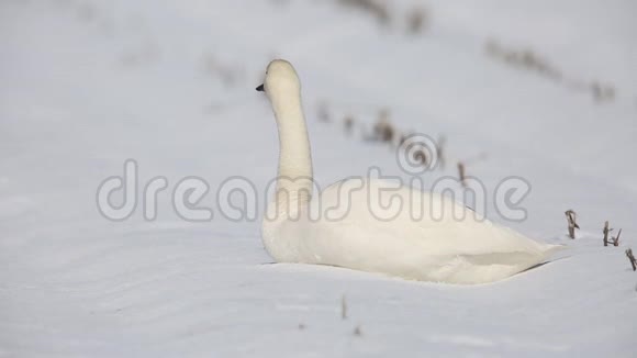 日本的苔原天鹅视频的预览图