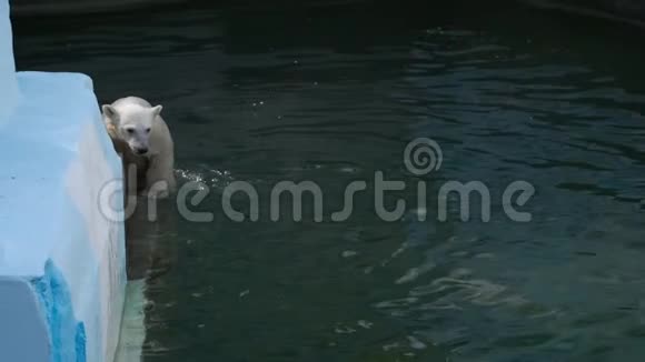 北极熊和幼崽在水里玩耍视频的预览图