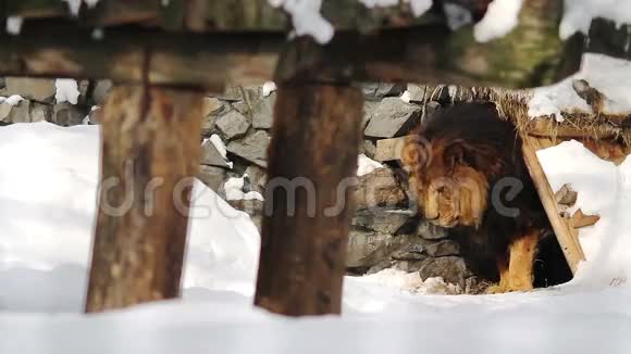 非洲狮子从动物园的洞穴里出来视频的预览图