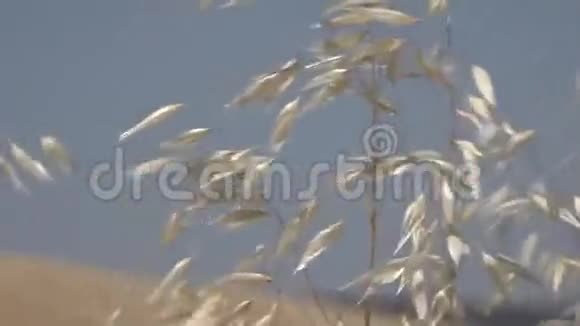 黄色和白色的高草在风中飘扬视频的预览图
