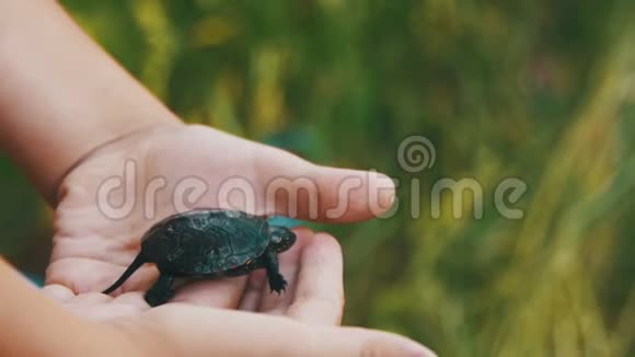 男孩拿着一只小乌龟在你的手心蠕动慢动作视频的预览图