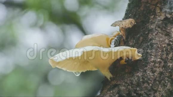 雨落在真菌和树枝上视频的预览图