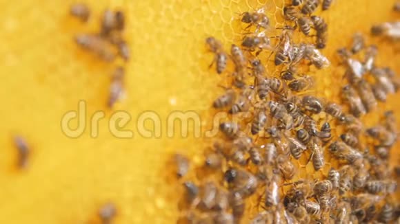 蜜蜂在蜂巢上的特写选择性聚焦慢动作视频蜜蜂与蜜蜂的生活方式视频的预览图