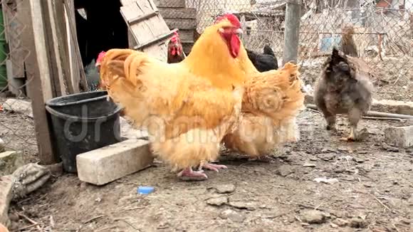 村里的鸡视频的预览图