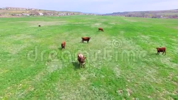 绿野与牛牧视频的预览图