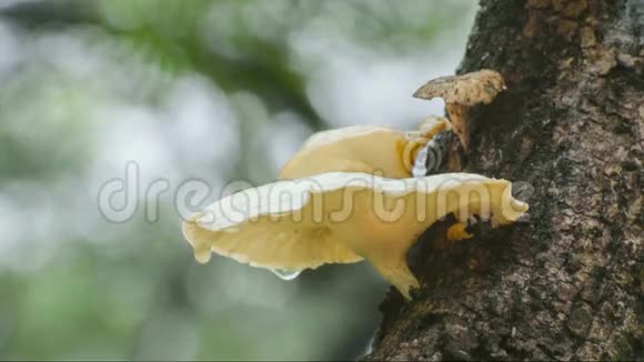 雨落在真菌和树枝上视频的预览图