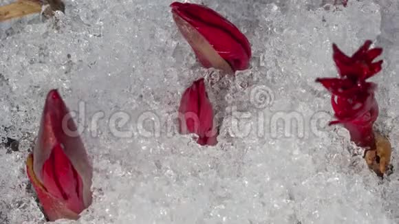 雪融化的延时镜头视频的预览图
