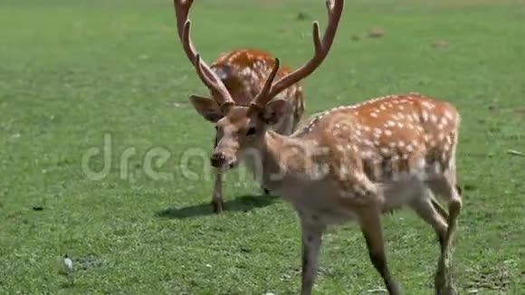 自然界中的斑点鹿鹿嚼绿草视频的预览图