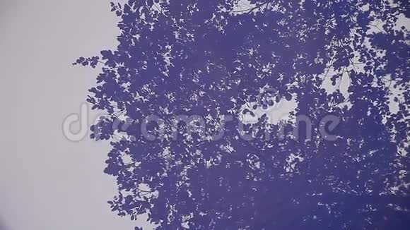 树与鸟和树叶的倒影视频的预览图