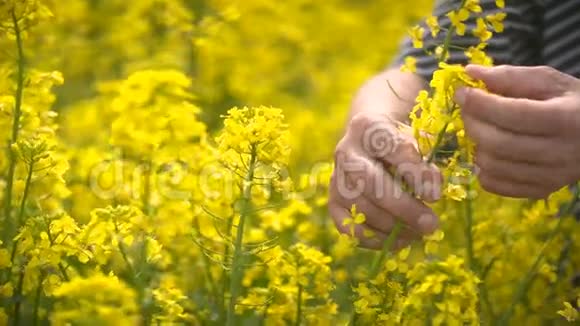 油籽油菜栽培的男性农民视频的预览图