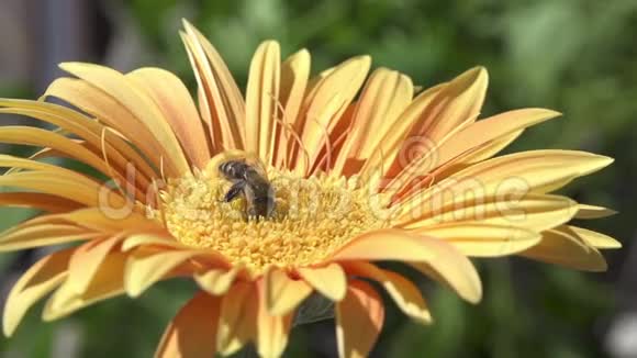 蜜蜂在黄花上采集花粉视频的预览图