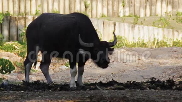 水牛在篝火旁的田野里吃草视频的预览图