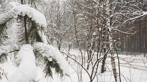 松枝落雪视频的预览图