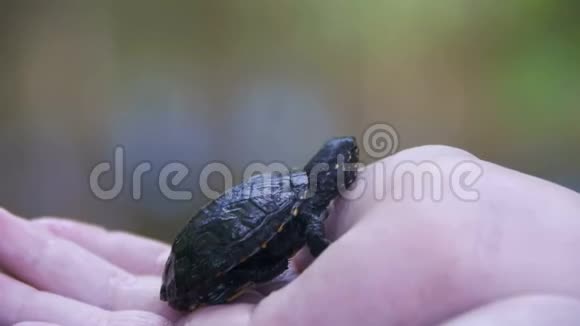 男孩拿着一只小乌龟在你的手心蠕动慢动作视频的预览图