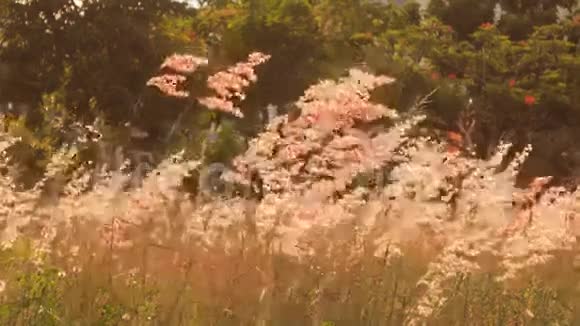 拂晓时风摇着一朵朵的草对着热带树木视频的预览图
