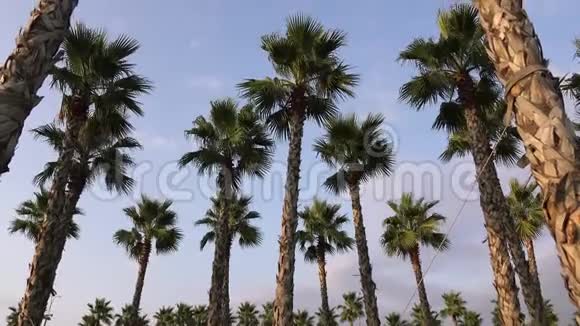 沿着小径高排的棕榈树优美的亚热带景观视频的预览图