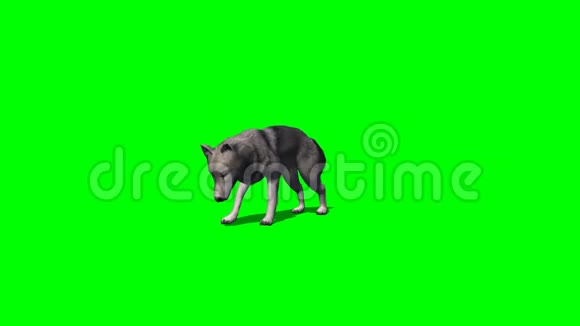 狼吃有和没有阴影2绿色屏幕视频的预览图