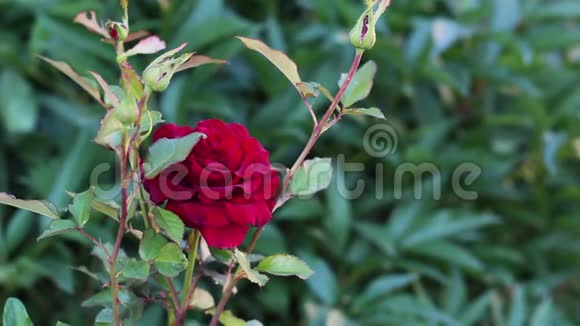 红玫瑰在花园里盛开视频的预览图